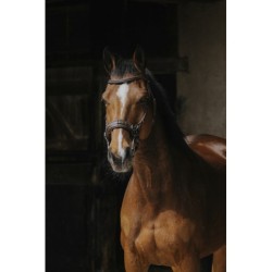 Bridon NORTON PRO "Hackamore"