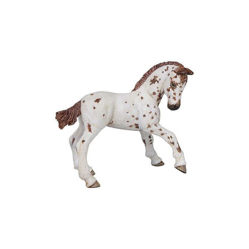 Poulain Appaloosa PAPO