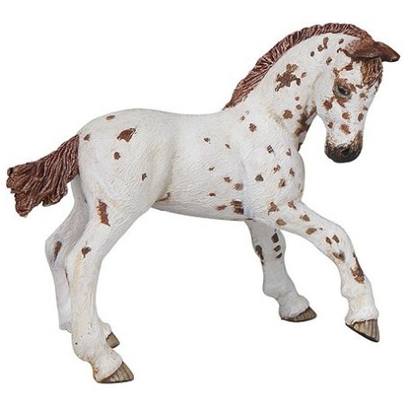 Poulain Appaloosa PAPO