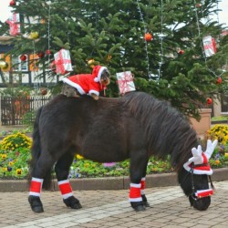 Fourreaux de bridon EQUITHÈME "Noël"