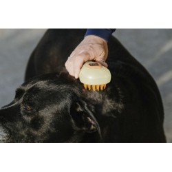 Etrille HIPPOTONIC - Vapeur