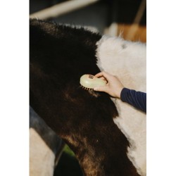 Etrille HIPPOTONIC - Vapeur