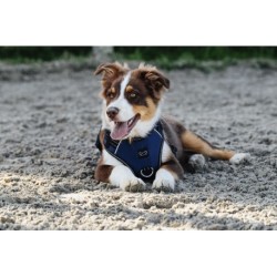 Harnais pour chien RIDING WORLD - Simba