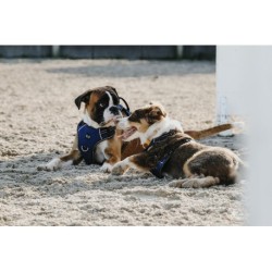 Harnais pour chien RIDING WORLD - Simba
