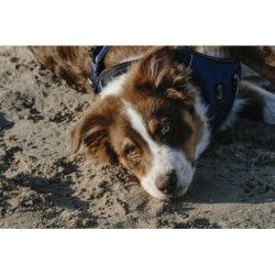 Harnais pour chien RIDING WORLD - Simba