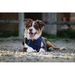Harnais pour chien RIDING WORLD - Simba