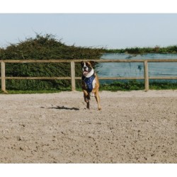 Harnais pour chien RIDING WORLD - Simba