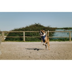 Harnais pour chien RIDING WORLD - Simba