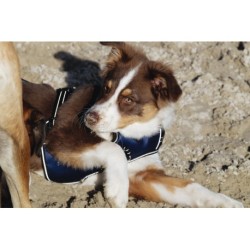 Harnais pour chien RIDING WORLD - Simba