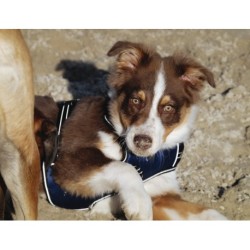 Harnais pour chien RIDING WORLD - Simba