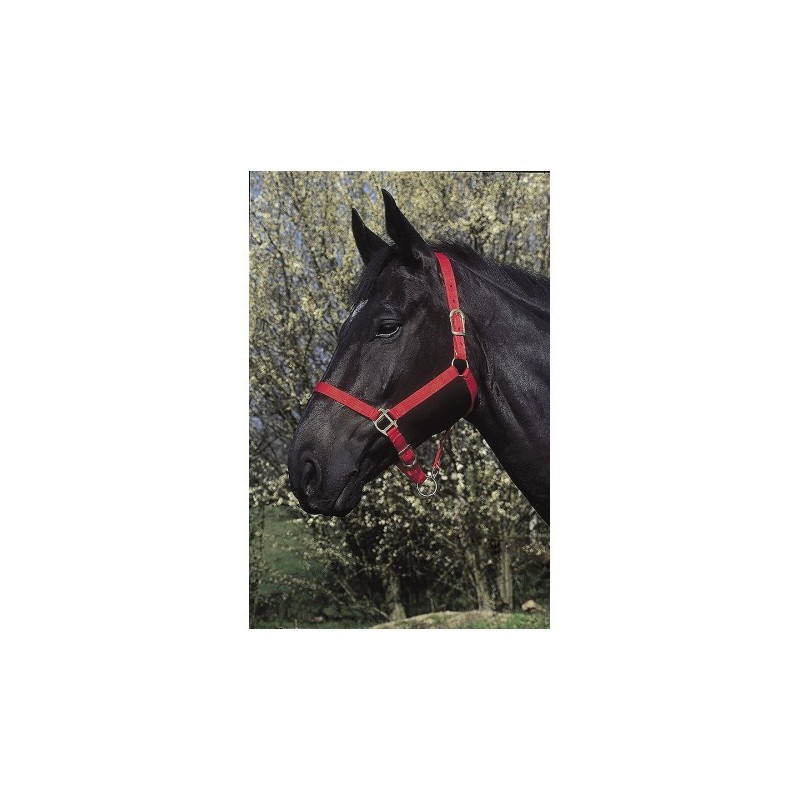 LICOL RIDING WORD ROUGE