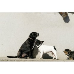 Collier et laisse pour chien EQUITHÈME - Max