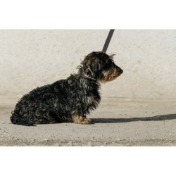 Collier et laisse pour chien EQUITHÈME - Max