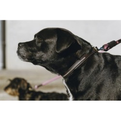 Collier et laisse pour chien EQUITHÈME - Max