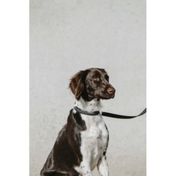 Collier pour chien EQUITHÈME - Nala