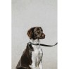 Collier pour chien EQUITHÈME - Nala