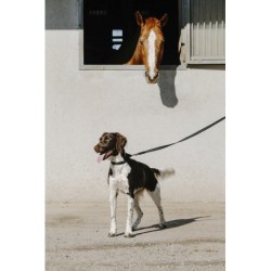 Collier pour chien EQUITHÈME - Nala