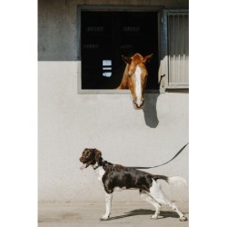 Collier pour chien EQUITHÈME - Nala