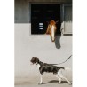 Collier pour chien EQUITHÈME - Nala
