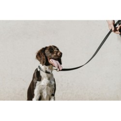 Collier pour chien EQUITHÈME - Nala