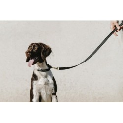 Collier pour chien EQUITHÈME - Nala