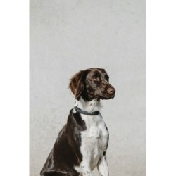 Collier pour chien EQUITHÈME - Nala