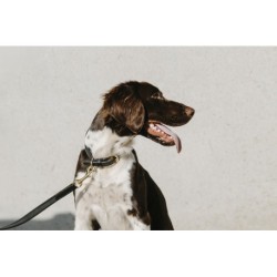 Collier pour chien EQUITHÈME - Nala