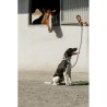 Laisse pour chien avec poignée EQUITHÈME - Haspen