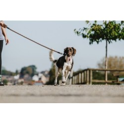 Laisse pour chien avec poignée EQUITHÈME - Haspen