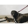Laisse pour chien avec poignée EQUITHÈME - Haspen