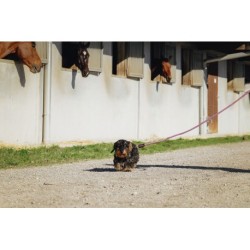 Laisse pour chien avec poignée RIDING WORLD - Lucky