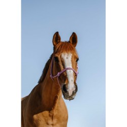 Licol éthologique NORTON - Glim