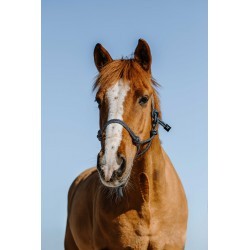 Licol éthologique NORTON - Glim