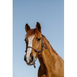 Licol éthologique NORTON - Glim