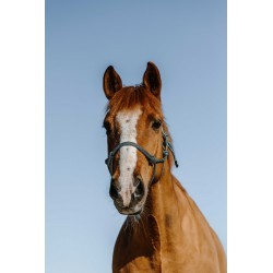 Licol éthologique NORTON - Glim