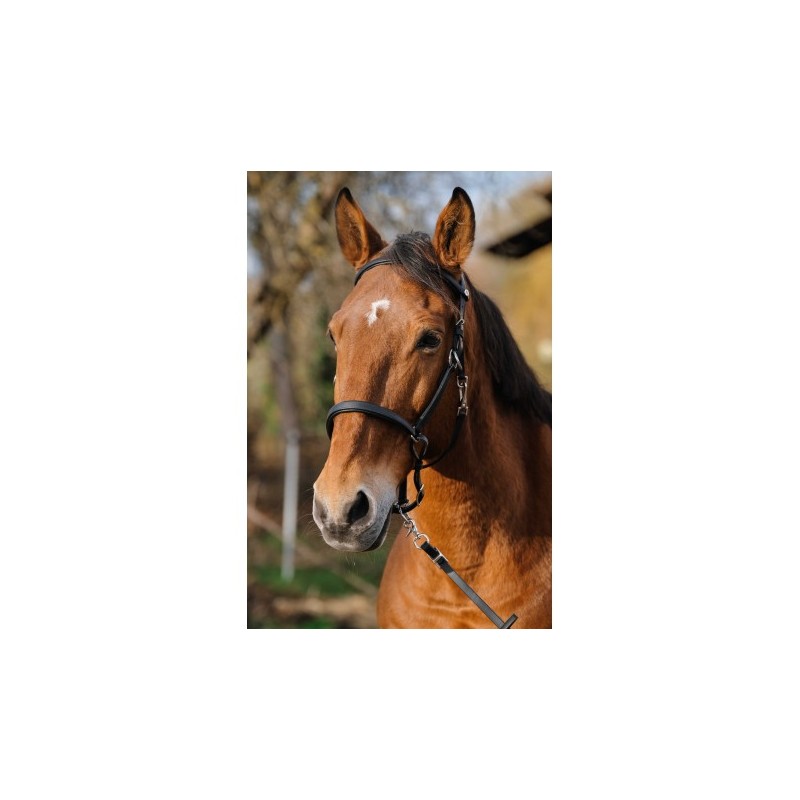 Bridon/Licol NORTON - TRAINING