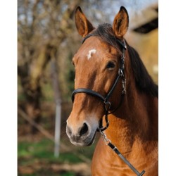 Bridon/Licol NORTON - TRAINING