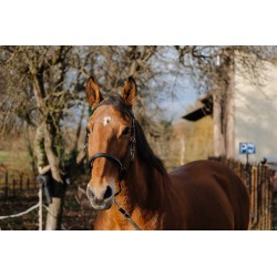 Bridon/Licol NORTON - TRAINING