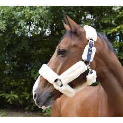 Licol EQUITHÈME "Teddy"