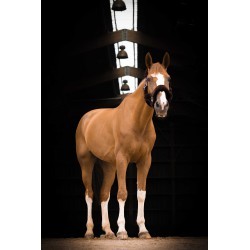 Licol EQUITHÈME "Teddy"