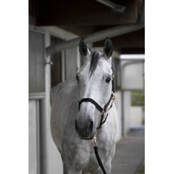 Licol + longe NORTON - Rose gold