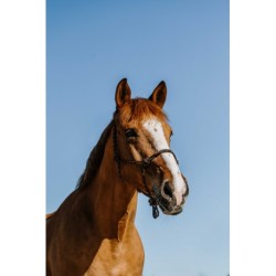 Licol éthologique NORTON - Zary