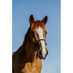 Licol éthologique NORTON - Zary