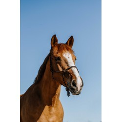 Licol éthologique NORTON - Zary