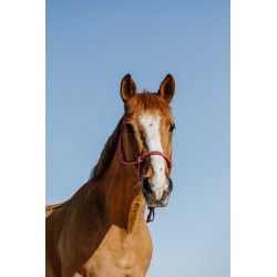 Licol éthologique NORTON - Zary