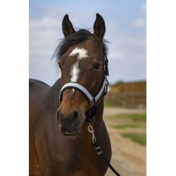 Licol EQUITHÈME - Nylon Check