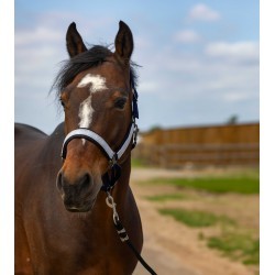 Licol EQUITHÈME - Nylon Check