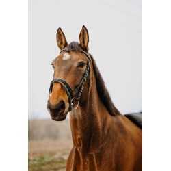 Bridon NORTON CLUB - Strass V