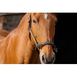 Licol nylon EQUITHEME - Domino