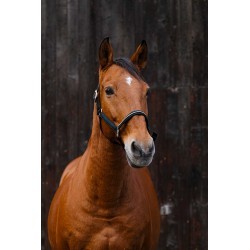 Licol nylon EQUITHEME - Domino